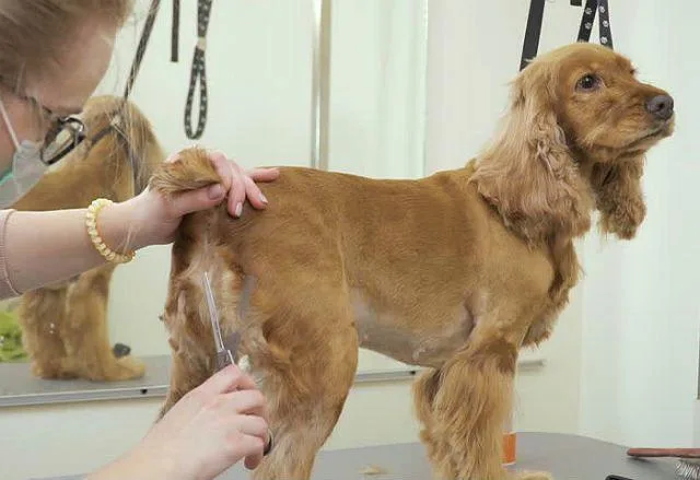 Виды и особенности стрижек кокер-спаниелей: советы по домашнему грумингу для идеальной шерсти5