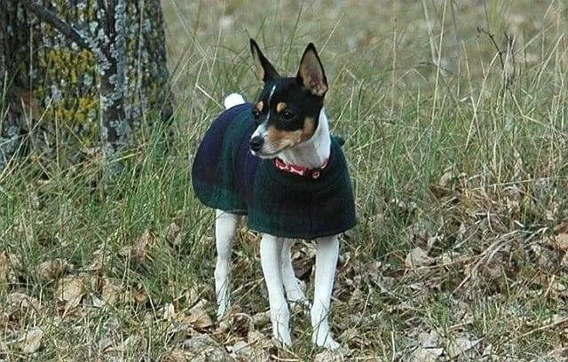 Одежда для русского той-терьера: советы по выбору и пошиву своими руками4