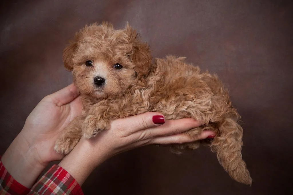 Мальтипу: особенности и уход за гибридной собакой1