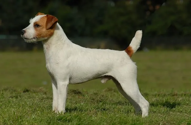 Парсон-рассел-терьер (11)10
