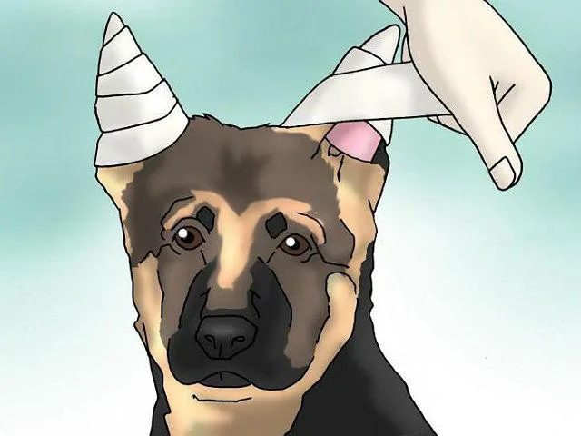 Как правильно самостоятельно поставить уши овчарке: эффективные способы и профилактические манипуляции3