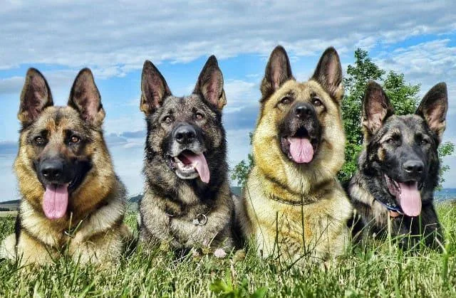 Окрасы немецких овчарок: типы, стандарты и особенности ухода4