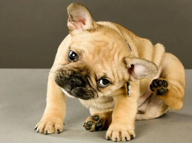 Аллергия в ушах у мопсов, французских бульдогов и йорков: как вовремя распознать и эффективно вылечить1