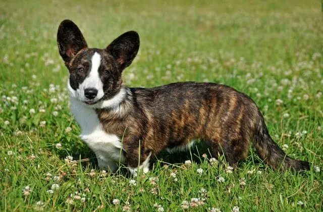 Вельш-корги-кардиган (16)7