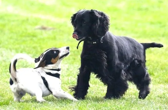 Американский кокер-спаниель (29)8