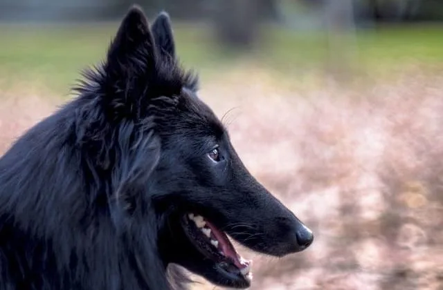 Бельгийская овчарка (12)15