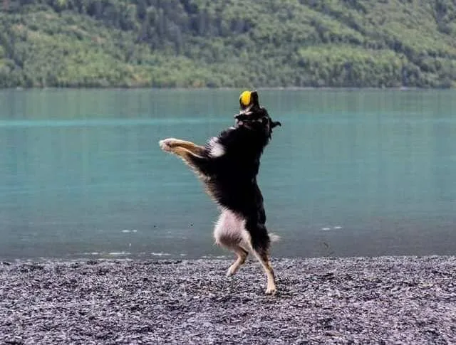 Восточно-европейская овчарка: самостоятельная порода или близнец немецкой овчарки?3