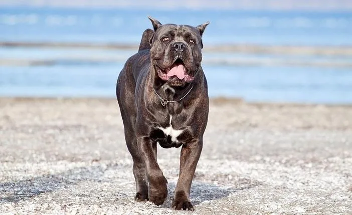 Добродушный красавец кане-корсо: идеальная порода из Италии для семьи4