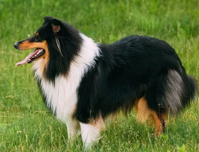 Карликовые колли: преданные друзья и идеальные пастушьи собаки2