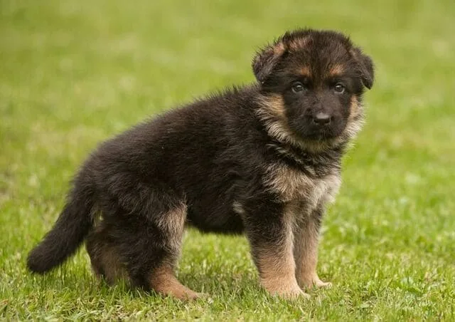 Дрессировка немецкой овчарки: правила, эффективные приемы и советы от кинологов для успешного обучения9