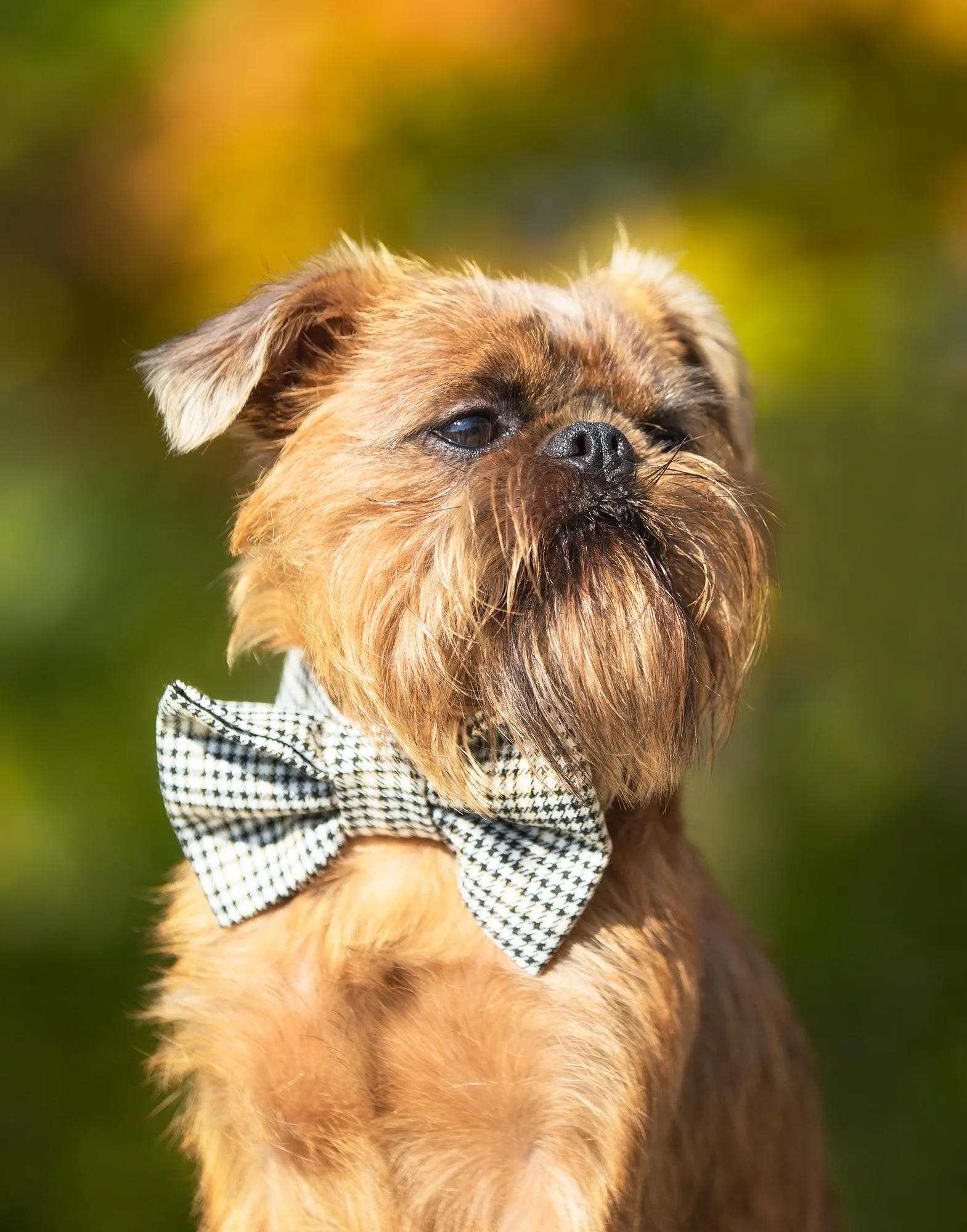 Брюссельский гриффон: отважный крысолов с экстравагантной внешностью и характером4