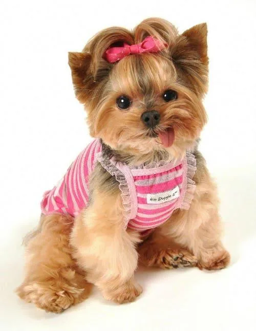 Течка у йоркширского терьера: основные симптомы, нормы и отклонения в поведении и здоровье2