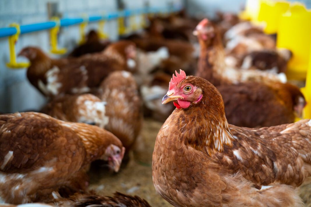 brown-hens-farm0