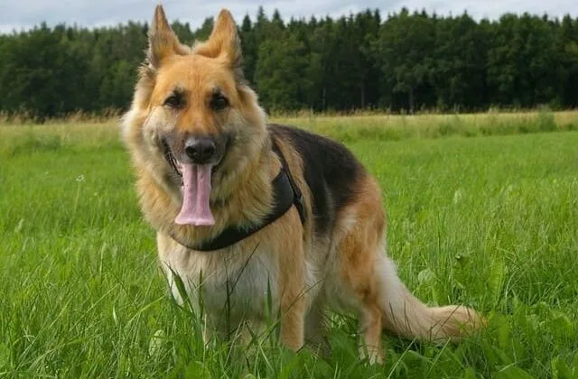 Как дрессировать немецкую овчарку (11)25