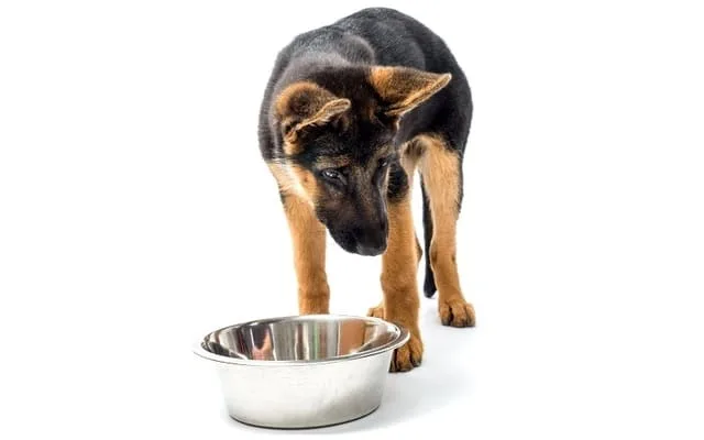 Правильный уход и содержание немецкой овчарки: советы и рекомендации для владельцев2