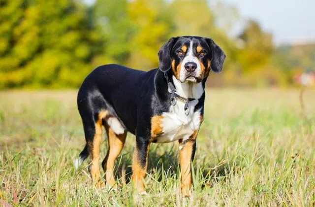 Энтлебухер зенненхунд (3)7