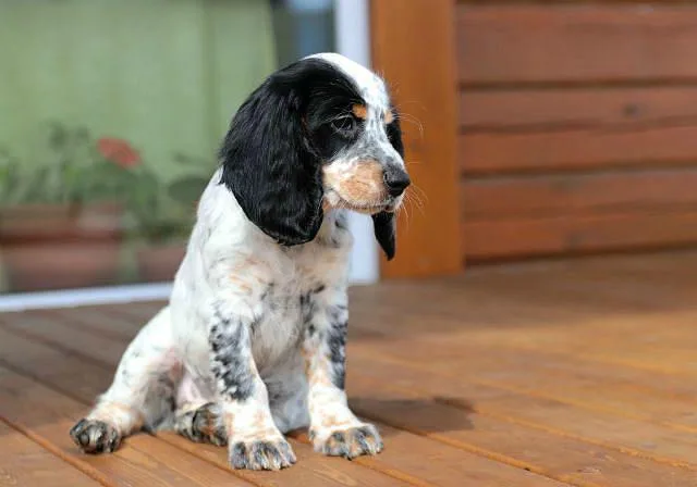 Как выбрать идеальную кличку для кокер-спаниеля: советы и идеи1