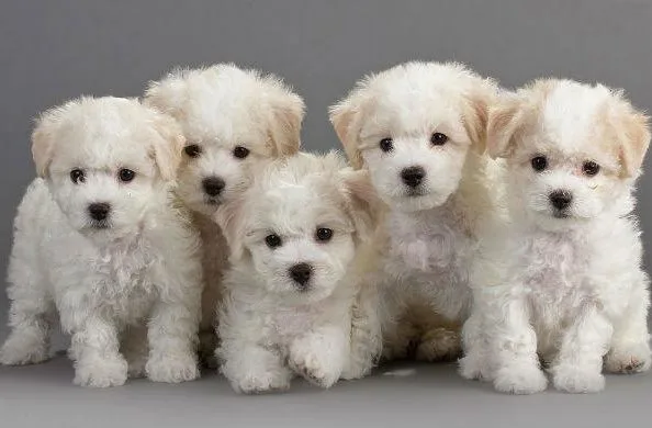 Самые милые собаки Бишон-фризе-117