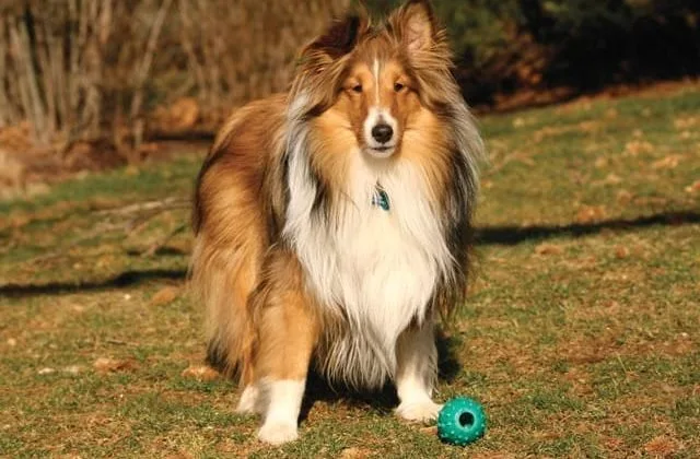 Карликовые колли (шелти) (1)15