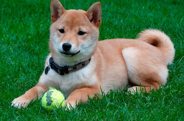 Сибан-ину-815