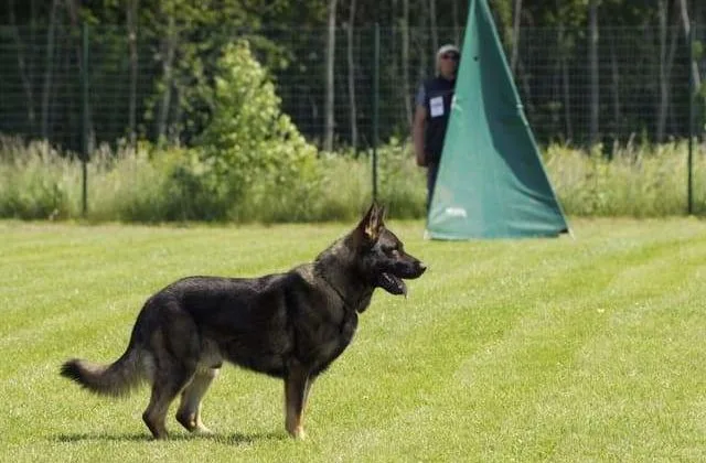 Восточно-европейская овчарка (6)8