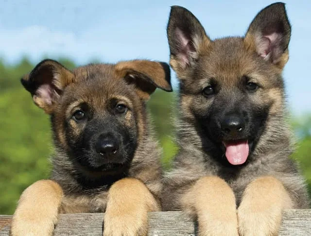 Как правильно самостоятельно поставить уши овчарке: эффективные способы и профилактические манипуляции1