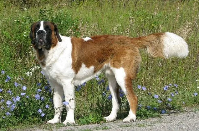 Сенбернар (4)11