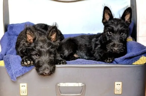 Скотч-терьер (9)8