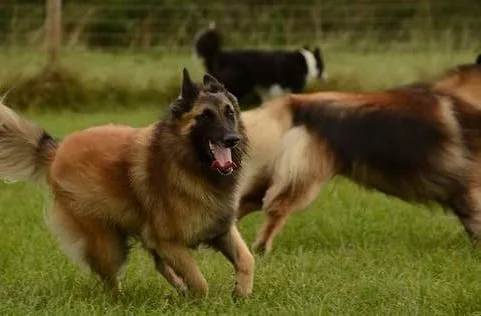 Бельгийская овчарка Тервюрен16