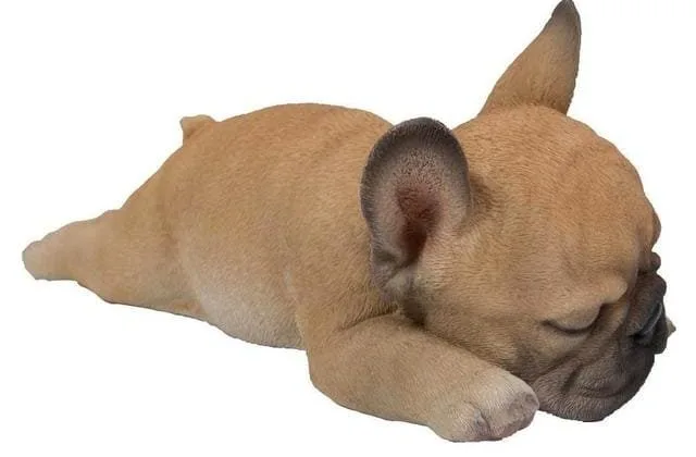 Французский бульдог (4)15