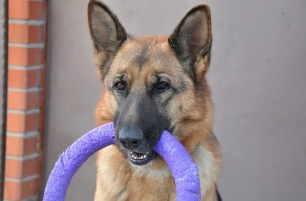 Как дрессировать немецкую овчарку (15)22