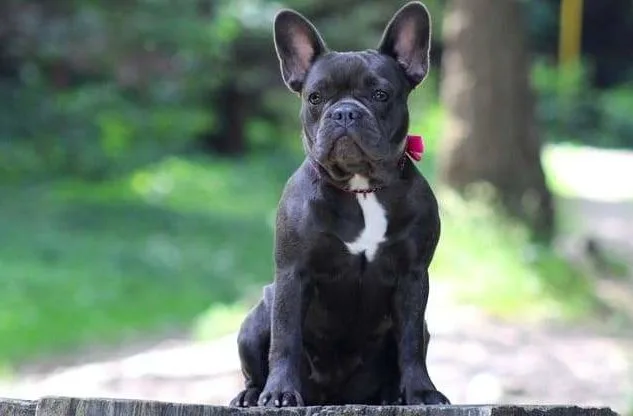Французский бульдог (20)10