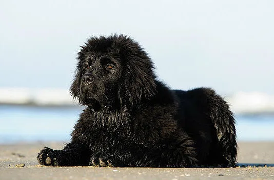 Ньюфаундленд водолаз (10)14