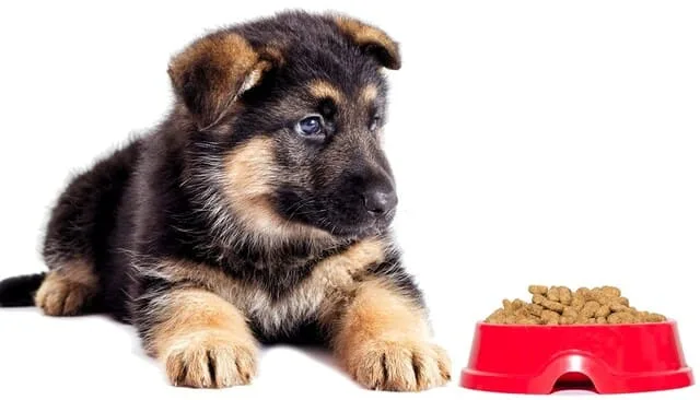 Кормление немецкой овчарки: основные принципы, идеальный рацион и советы опытных кинологов1