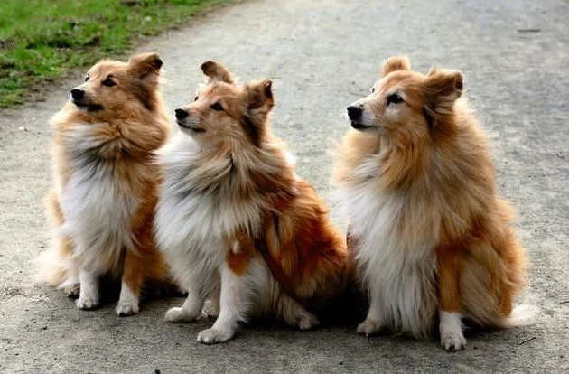 Карликовые колли (шелти) (28)13