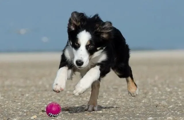 Бордер колли (1) Бордер колли (1)30