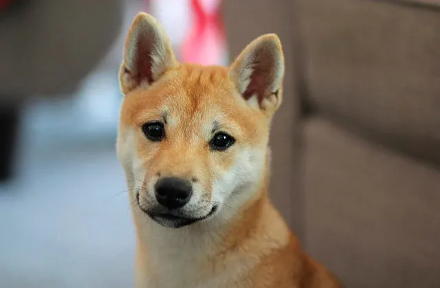 Сибан-ину169