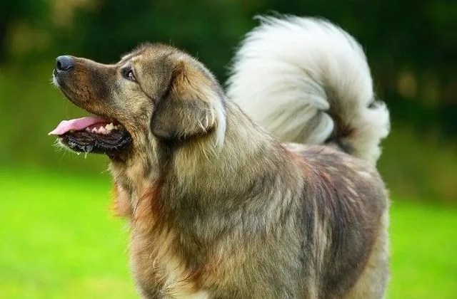 Кавказская овчарка (17)13