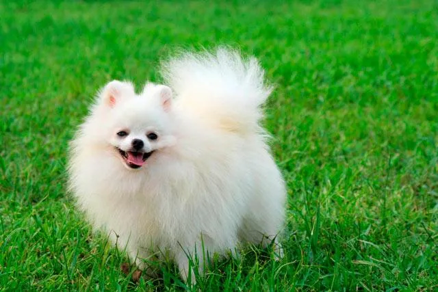 Померанский шпиц: плюшевая собачка с уникальным характером и особенностями ухода2