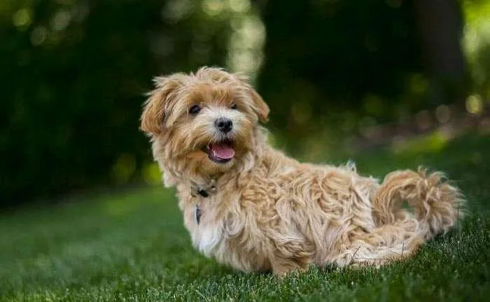 Мальтипу: особенности и уход за гибридной собакой7