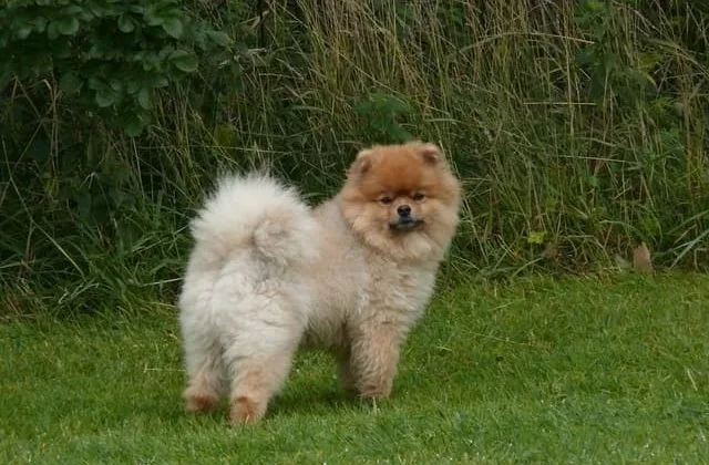 Померанский шпиц медвежьего типа (17)23