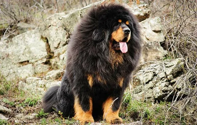 Тибетский мастиф: удивительная собака Будды и её особенности3