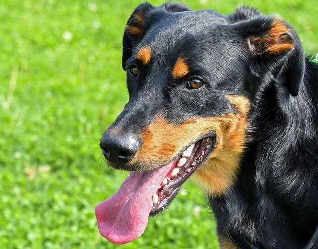 Французская овчарка босерон: происхождение от волка, пастушьи способности и роль военного разведчика7