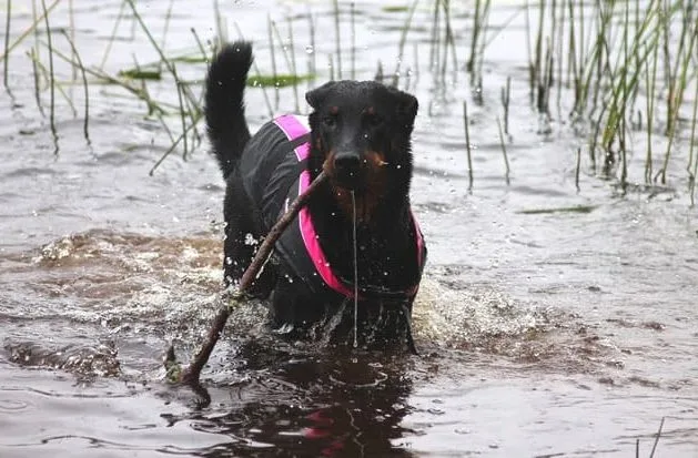 Босерон (6)17