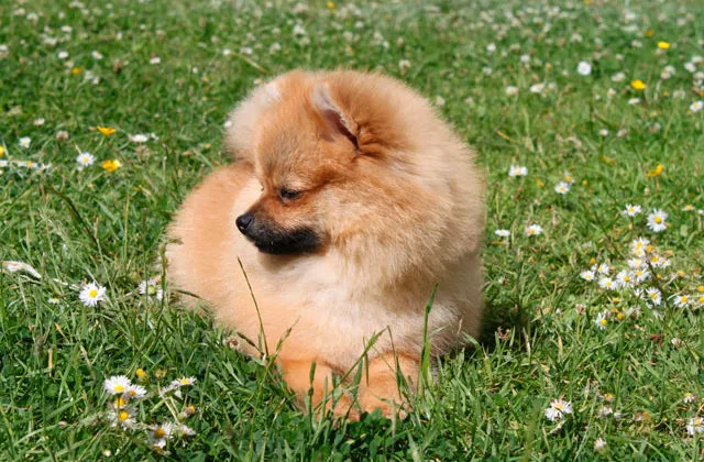 Померанский-шпиц-на-траве10