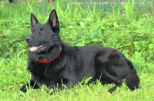 Черная немецкая овчарка (17)14