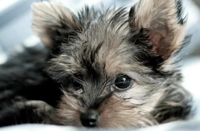 Мини йоркширский терьер (7) Мини йоркширский терьер (7)9