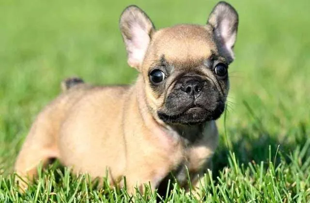 Французский мини бульдог (9)14