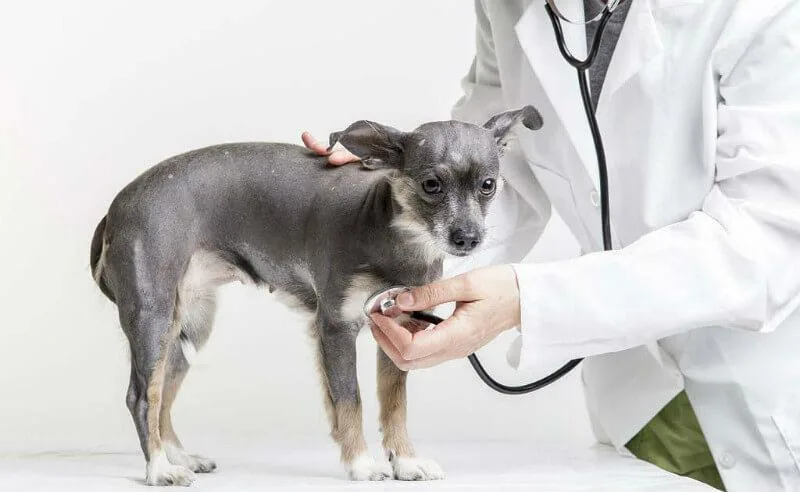 Вакцинация тойтерьеров: полное руководство по прививкам для здоровья вашей собаки3