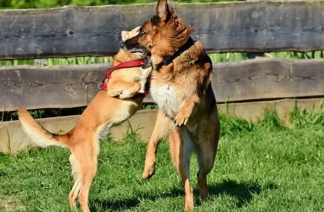 Как дрессировать немецкую овчарку (30)21